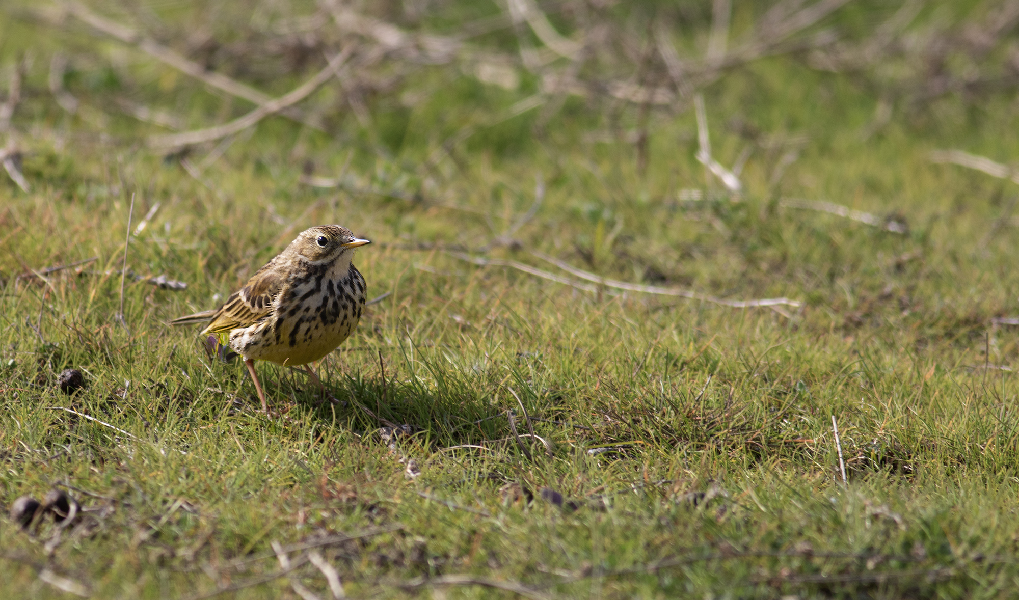 Whinchat